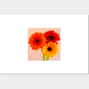 Three gerberas - red, orange and yellow Posters and Art